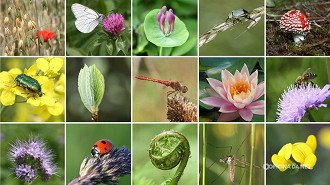 22 de maio é também o Dia Internacional da Biodiversidade